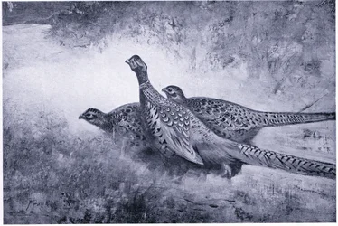 Vor einem Herbsthintergrund